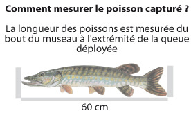 mesurer taille poisson